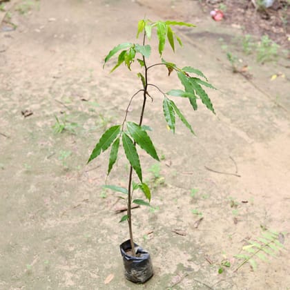 Buy Ashoka Holy Tree in 5 Inch Nursery Bag Online | Urvann.com