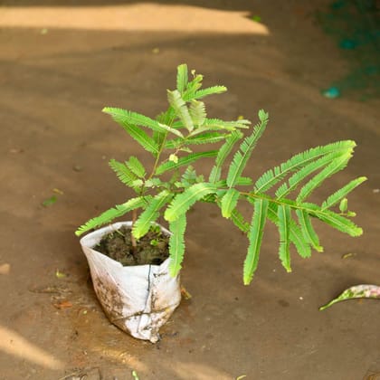 Buy Amla / Indian Gooseberry in 6 Inch Nursery Bag Online | Urvann.com