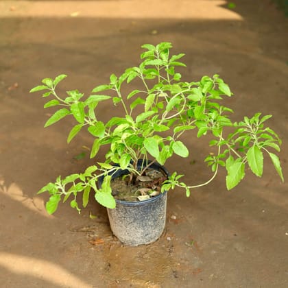 Buy Shyama Tulsi in 5 Inch Plastic Pot Online | Urvann.com