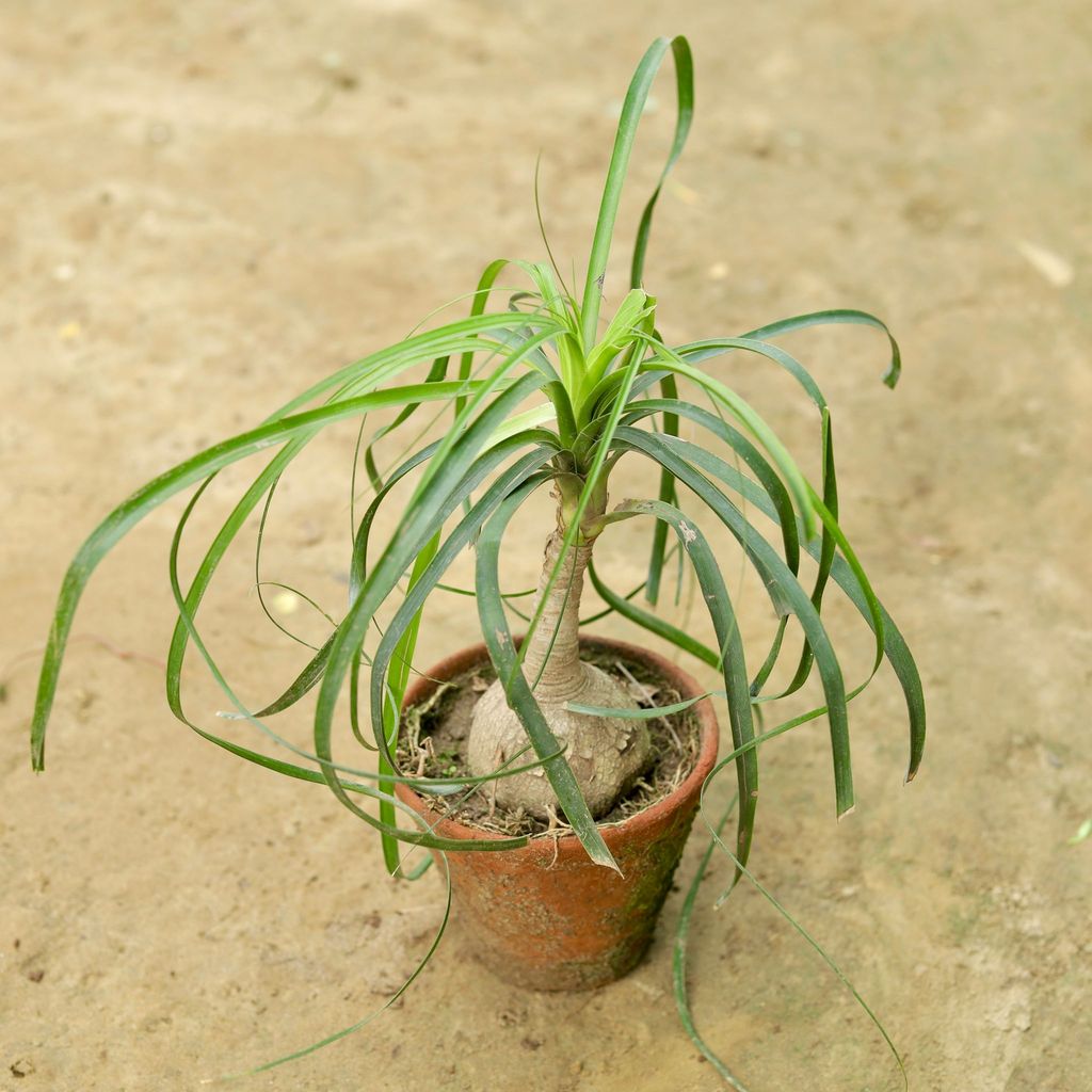 Lolina Palm in 3 Inch nursery bag