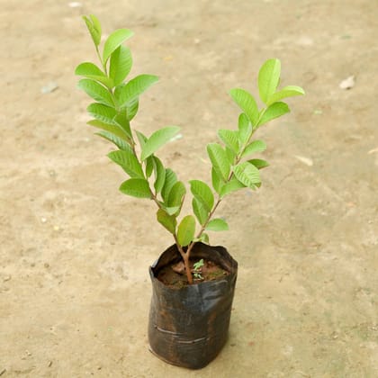 Buy Amrood Grafted in 6 Inch Nursery Bag Online | Urvann.com