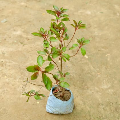 Buy Hamelia / Firebush (any colour) in 5 Inch Nursery Bag Online | Urvann.com