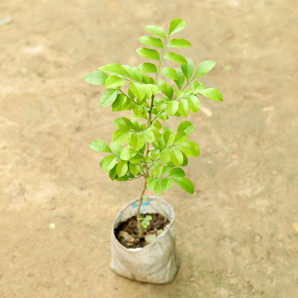 Desi Madhu Kamini (any colour) in 5 Inch Nursery Bag