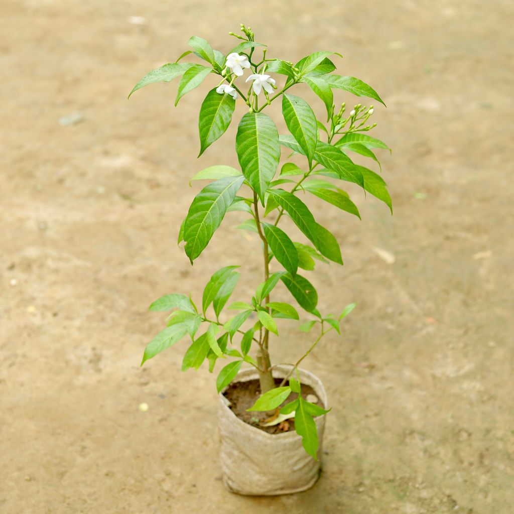 Desi Chandni White in 4 Inch Nursery Bag