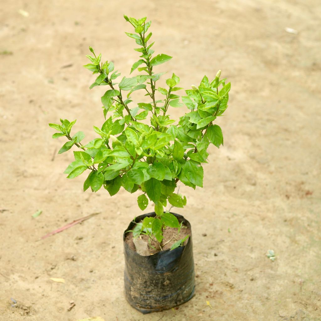 Hibiscus Desi / Gudhal (any colour) in 6 Inch Nursery Bag