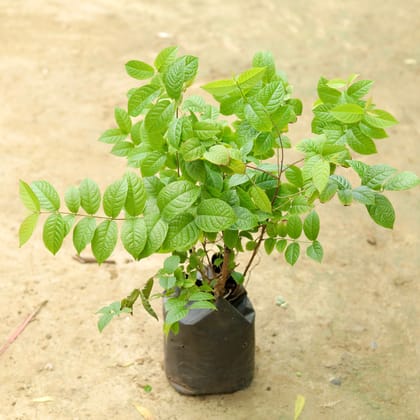 Buy Madhu Malti / Rangoon Creeper (any colour) in 6 Inch Nursery Bag Online | Urvann.com