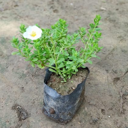 Kulfa / Purslane in 4 Inch Nursery Bag