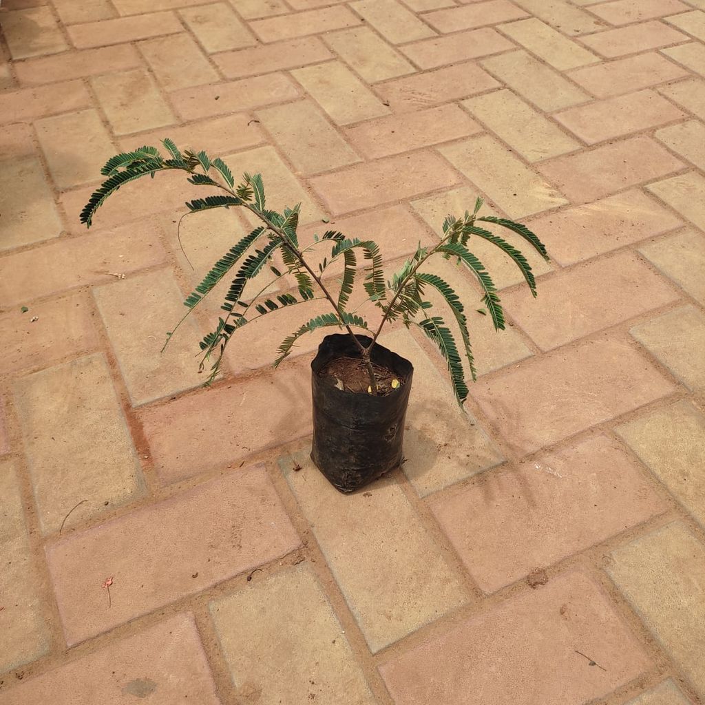 Amla / Indian Gooseberry (~ 1 Ft) in 4 Inch Nursery Bag