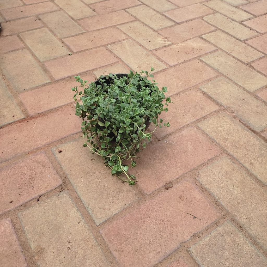 Turtle Mini Vine in 5 Inch Hanging Basket