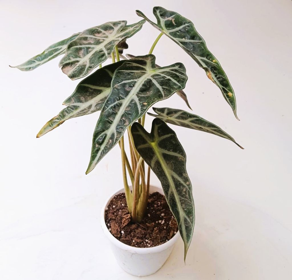 Alocasia Bambino in 5 Inch Nursery Pot