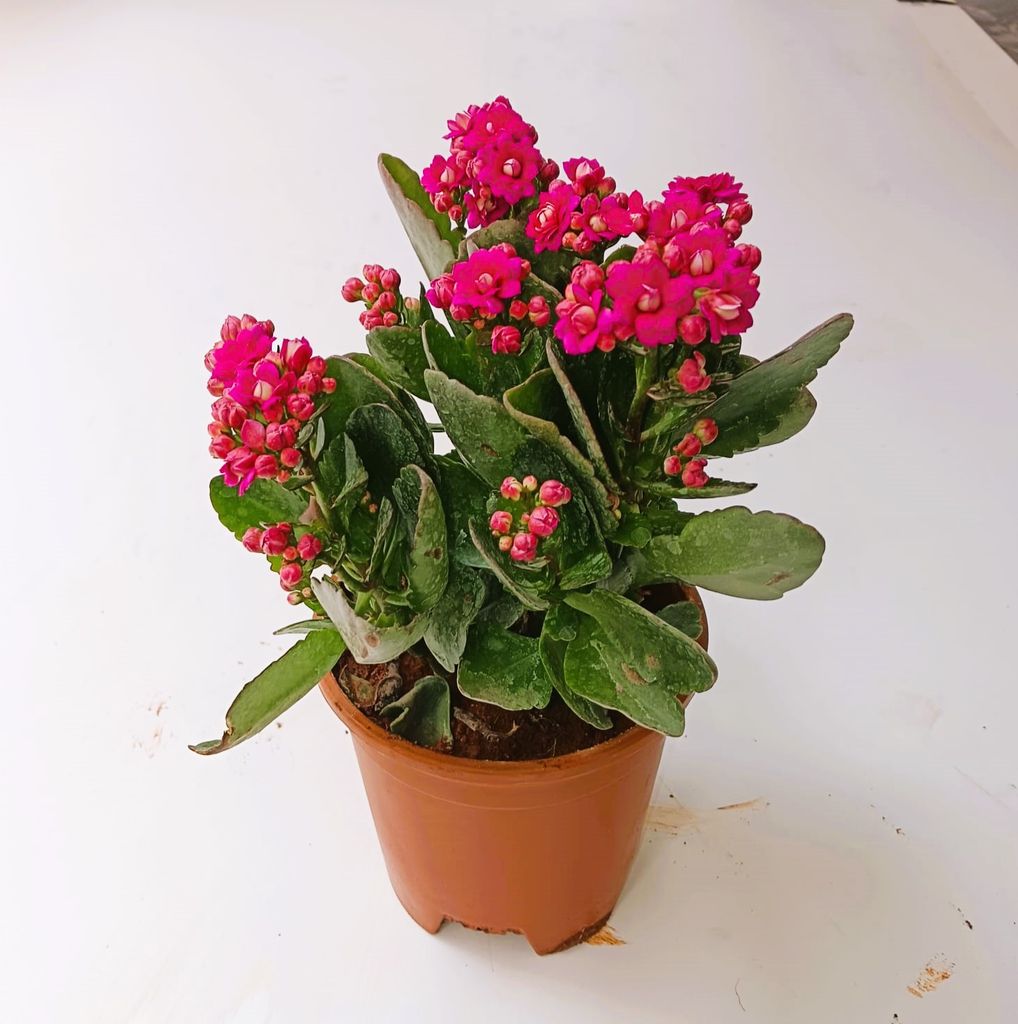 Kalanchoe Pink Succulent in 4 Inch Nursery Pot