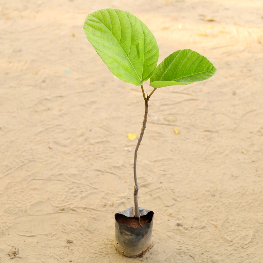 Anjeer / Fig Plant in 6 Inch Nursery Bag