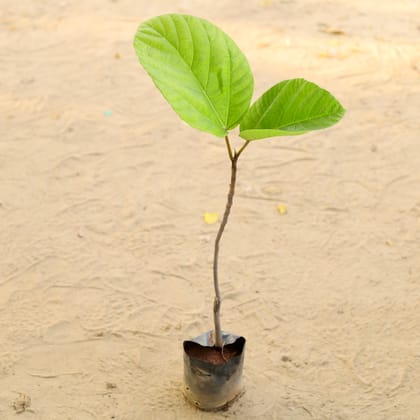 Buy Anjeer / Fig Plant In 6 Inch Nursery Bag Online | Urvann.com