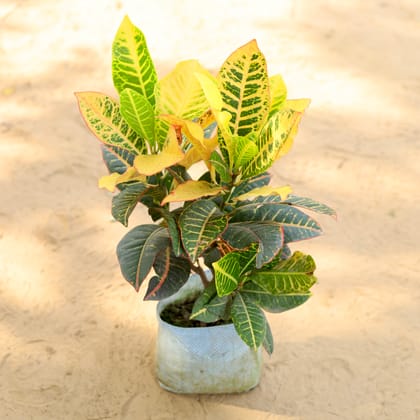 Buy Croton Petra Yellow In 6 Inch Nursery Bag Online | Urvann.com