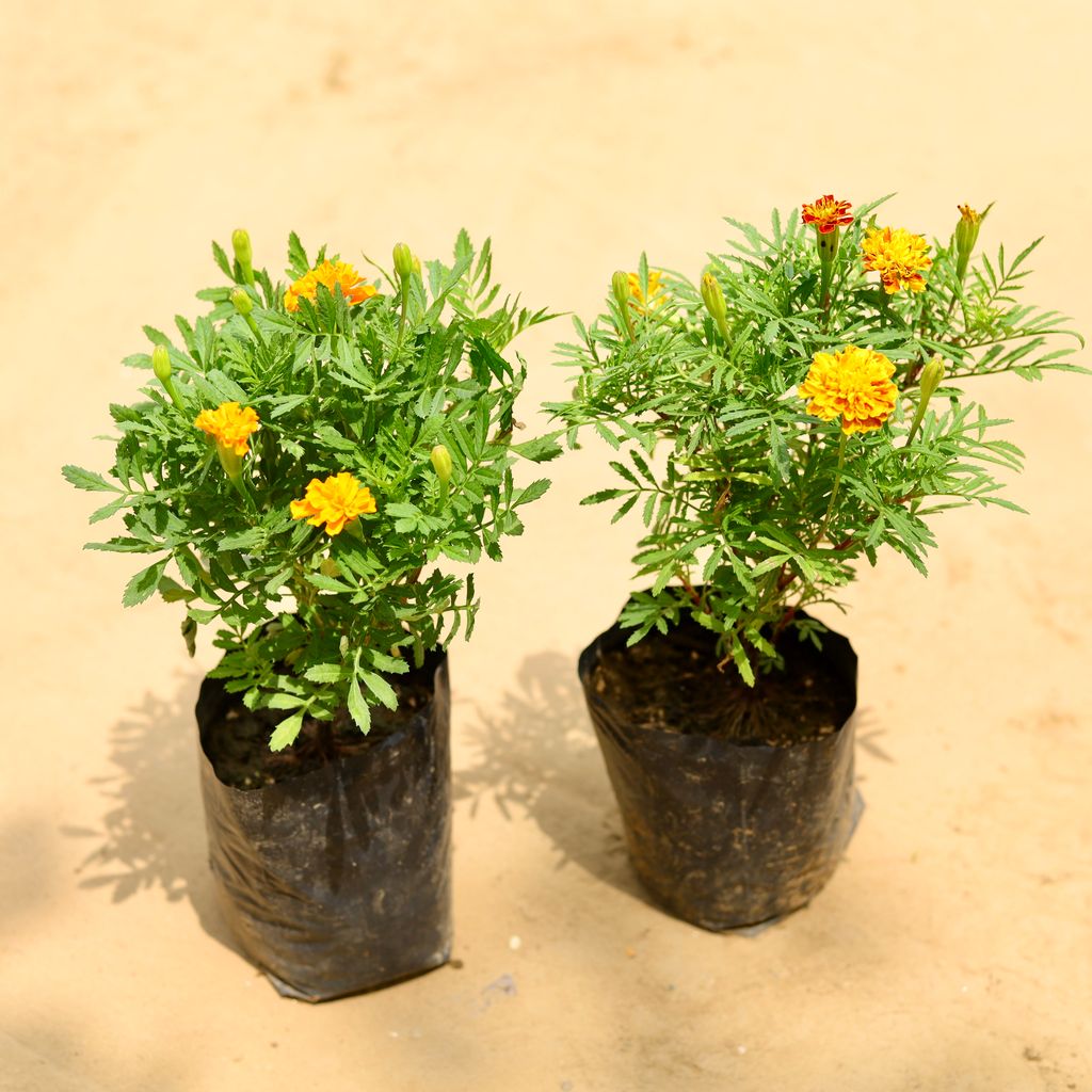 Set of 2 - Marigold / Genda Jafri (any colour) in 4 Inch Nursery Bag