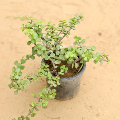 Buy Jade Plant In 4 Inch Nursery Pot Online | Urvann.com