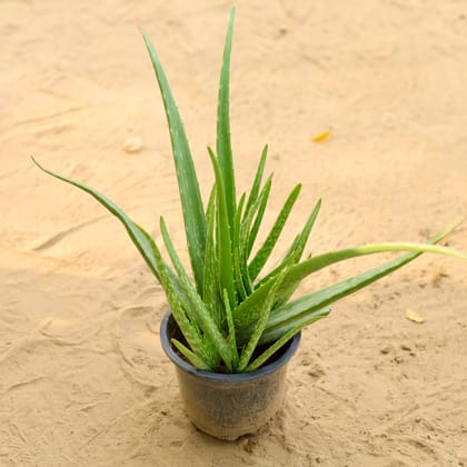 Buy Aloe Vera plant In 6 Inch Nursery Pot Online | Urvann.com