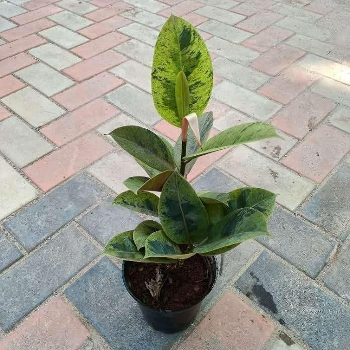 Rubber Variegated Green in 6 Inch Nursery Pot
