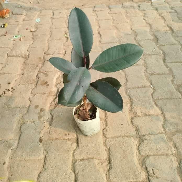 Rubber plant in 5 Inch Nursery Bag