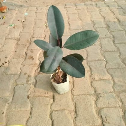 Buy Rubber plant in 5 Inch Nursery Bag Online | Urvann.com