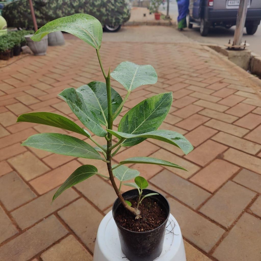 Rubber Green in 4 Inch Nursery Pot