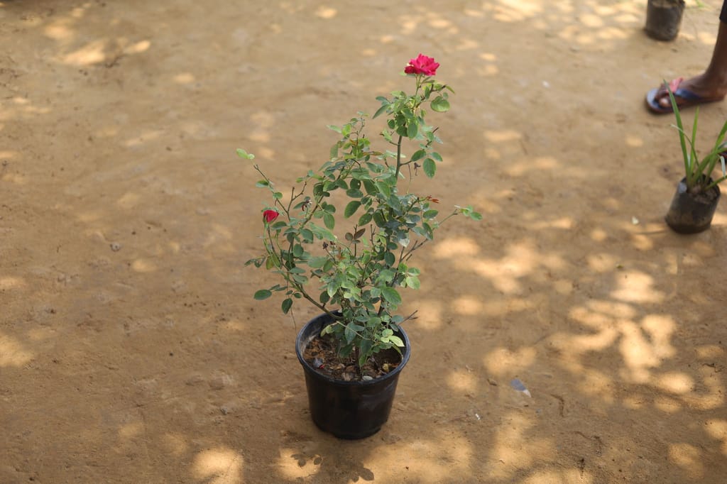 Rose (any colour) in 8 Inch Nursery Pot