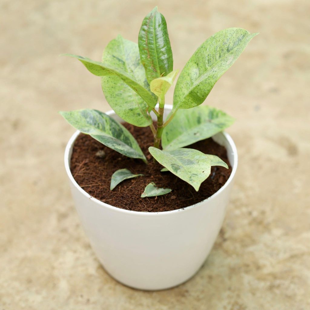 Rubber Plant Variegated in 4 Inch Premium White Plastic Pot