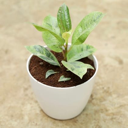 Buy Rubber Plant Variegated in 4 Inch Classy White Plastic Pot Online | Urvann.com