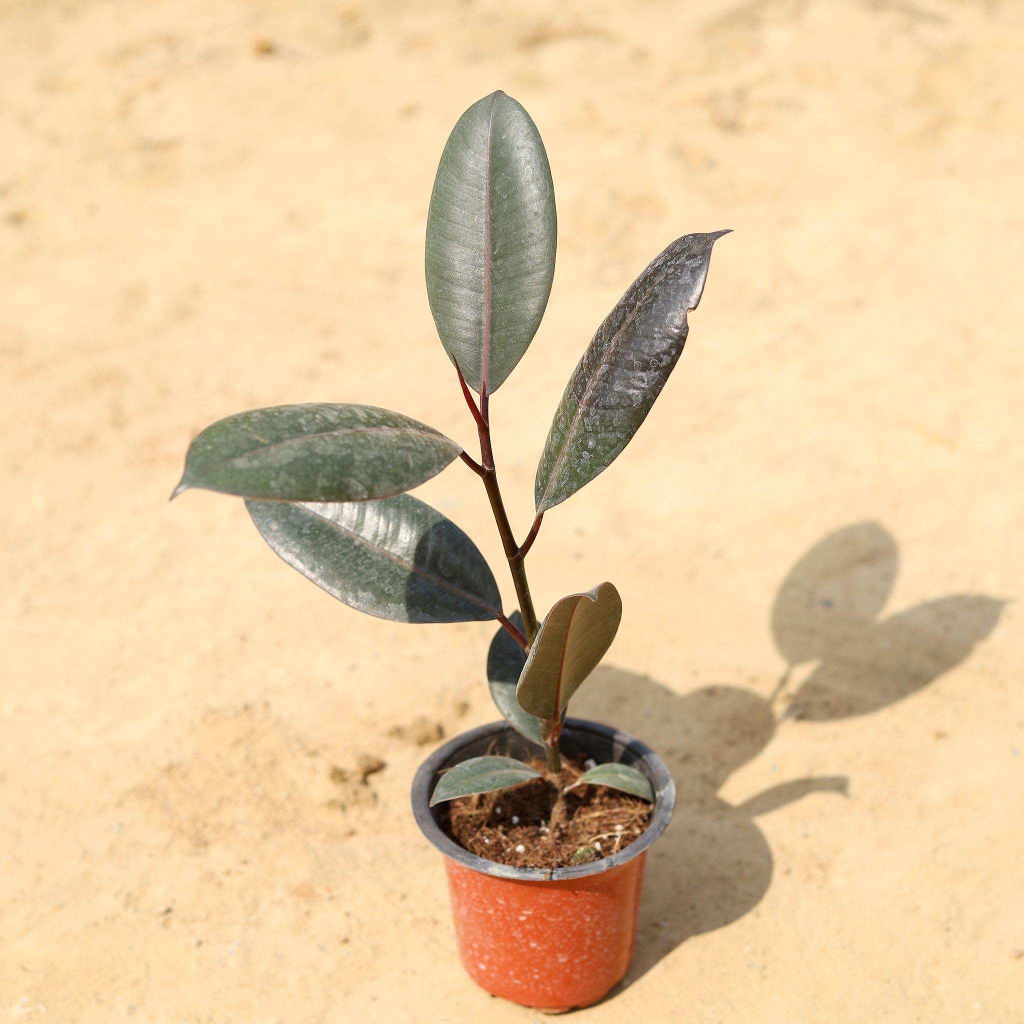 go4plants Rubber Tree Ficus elastica plant with pot