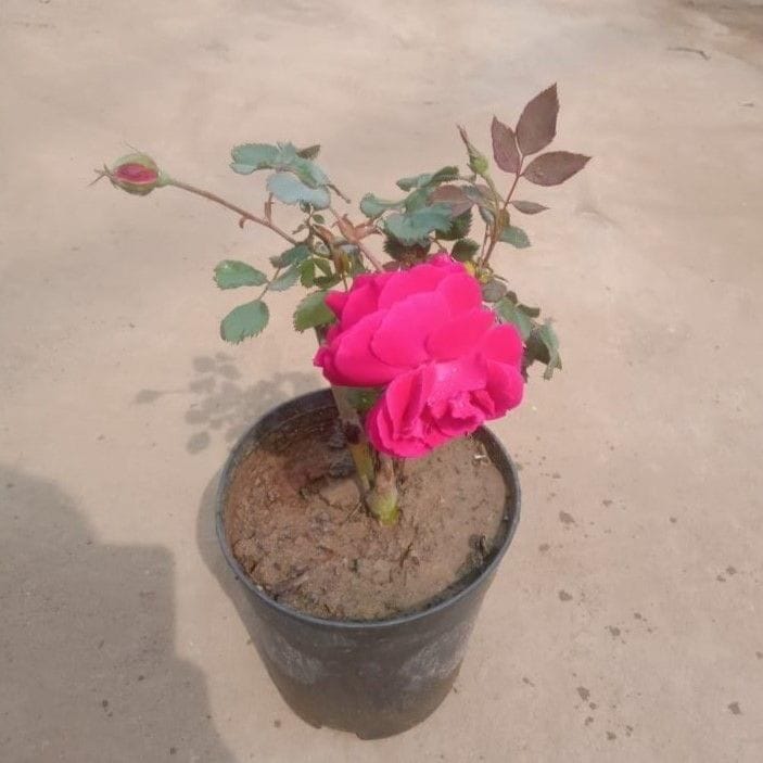 Desi Rose Pink/Red in 5 Inch Nursery Pot