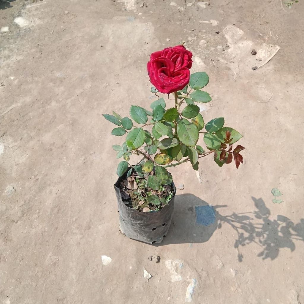 English Rose (Any Colour) in 5 Inch Nursery Bag