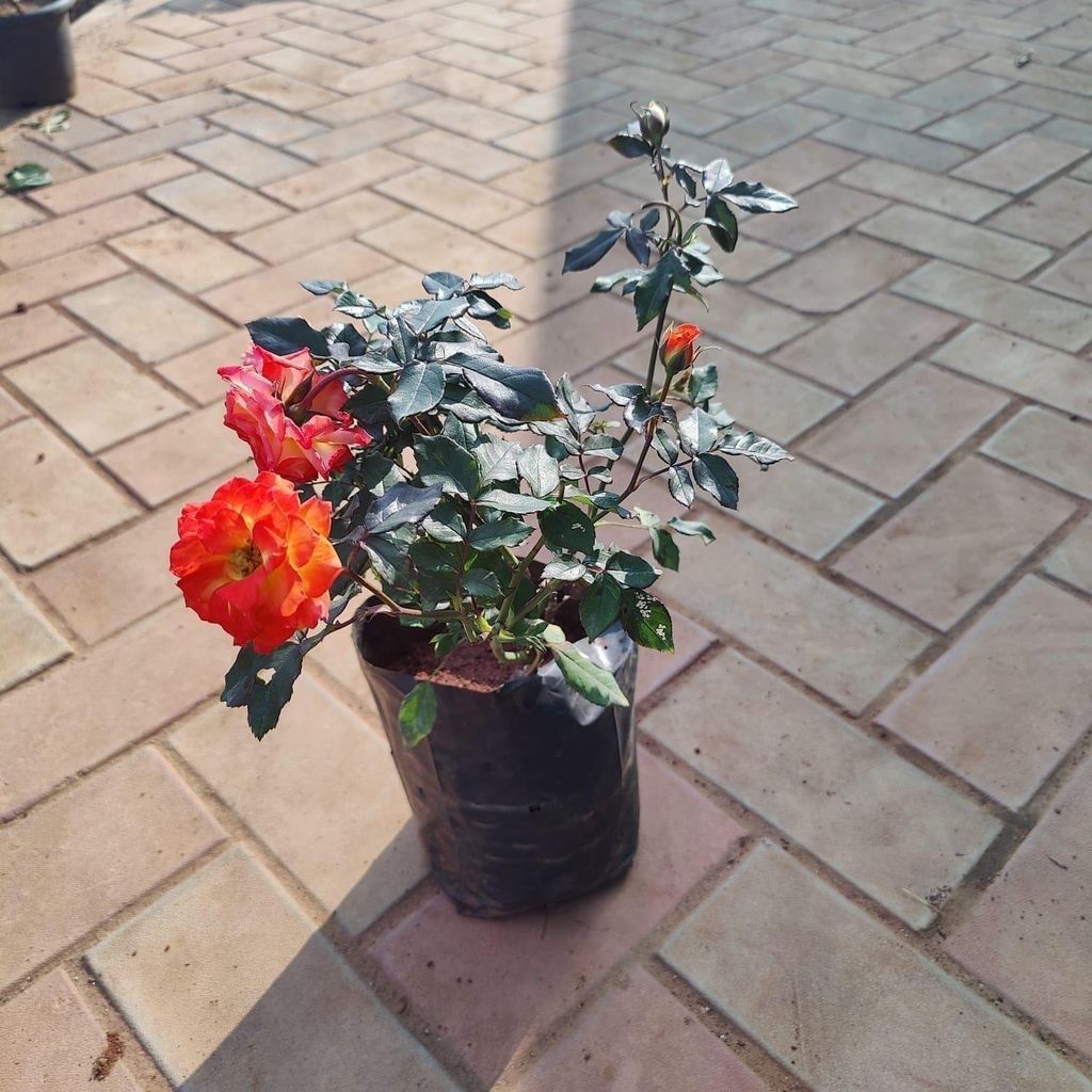 Desi Orange Rose in 6 Inch Nursery Bag