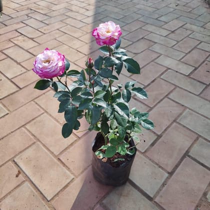 Buy Desi Dual Colour Rose (any colour) in 5 Inch Nursery Bag Online | Urvann.com