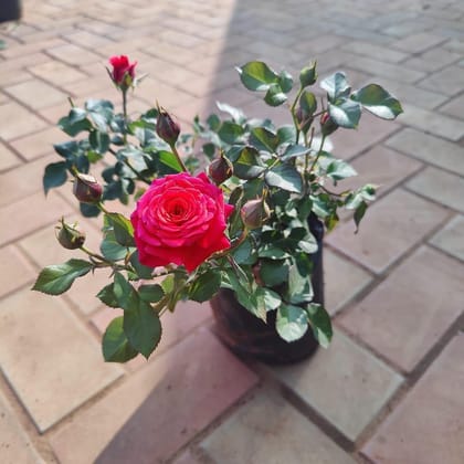 Buy Desi Pink Red Rose in 6 Inch Nursery Bag Online | Urvann.com