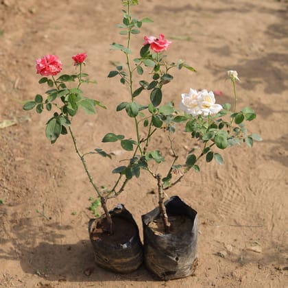 Buy Set of 2 - English Roses (any colour) in 4 Inch Nursery Bag Online | Urvann.com