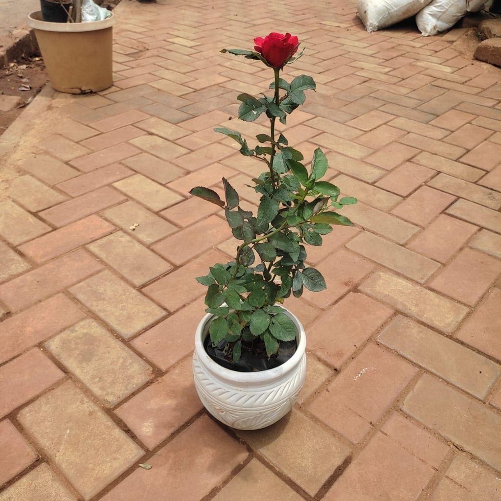 Rose Red in 8 Inch Classy White Matki Ceramic Pot