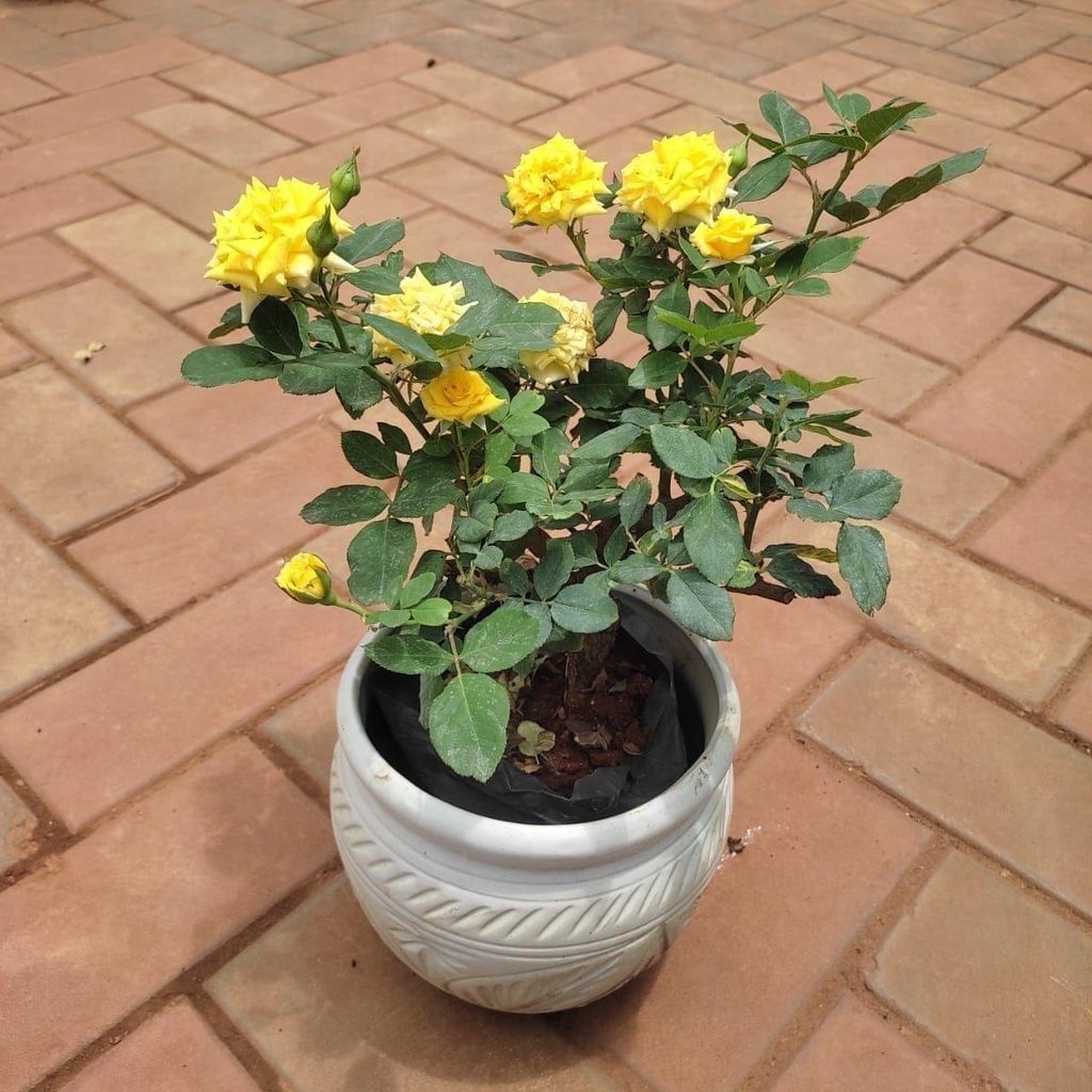 Rose Yellow in 8 Inch Classy White Matki Ceramic Pot