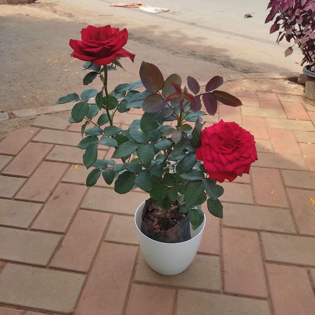 Rose Red in 7 Inch Elegant White Plastic Pot