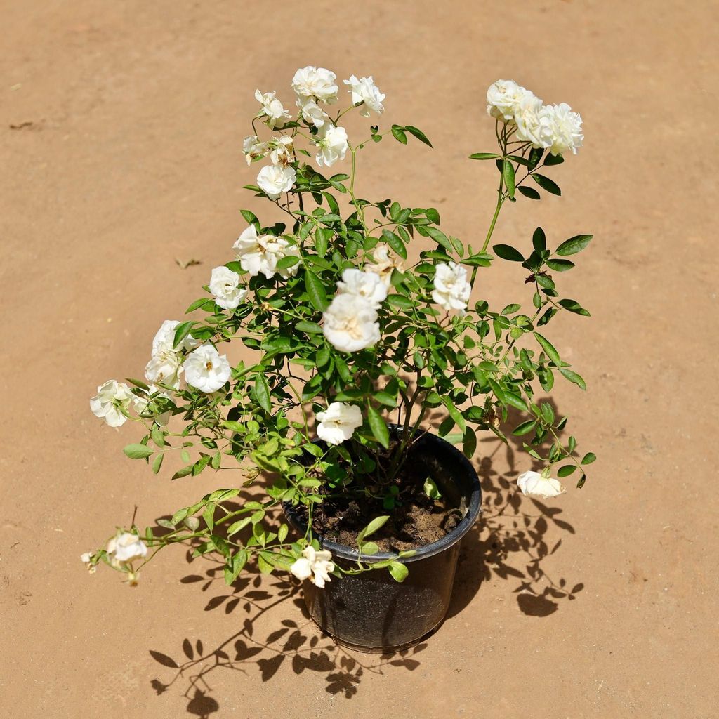 Rose (Any Colour) in 8 Inch Nursery Pot