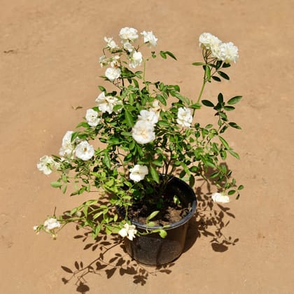 Buy Rose (Any Colour) In 8 Inch Plastic Pot Online | Urvann.com