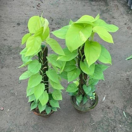 Buy Set of 2 - Money Plant & Oxycardium Golden with 3 ft Moss Stick in 10 Inch Clay Pot Online | Urvann.com