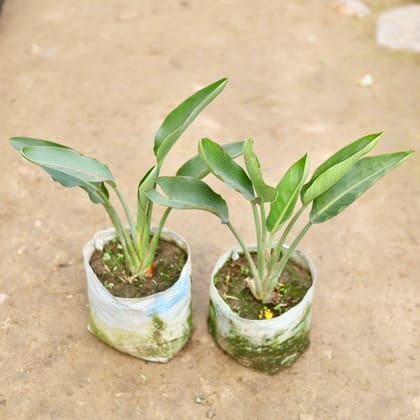 Buy Set of 2 - Bird of Paradise in 8 Inch Nursery Bag Online | Urvann.com