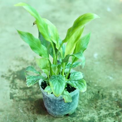 Buy Peace Lily (any colour) in 4 Inch Nursery Pot  Online | Urvann.com