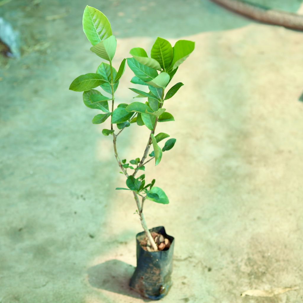 Gardenia / Gandhraj in 3 inch Nursery Bag