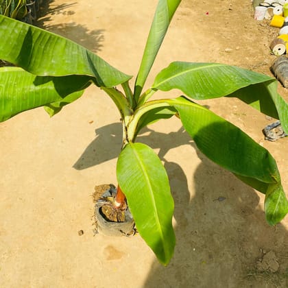 Buy Banana Plant (~2 feet) in 7 Inch Nursery Bag on Urvann.com