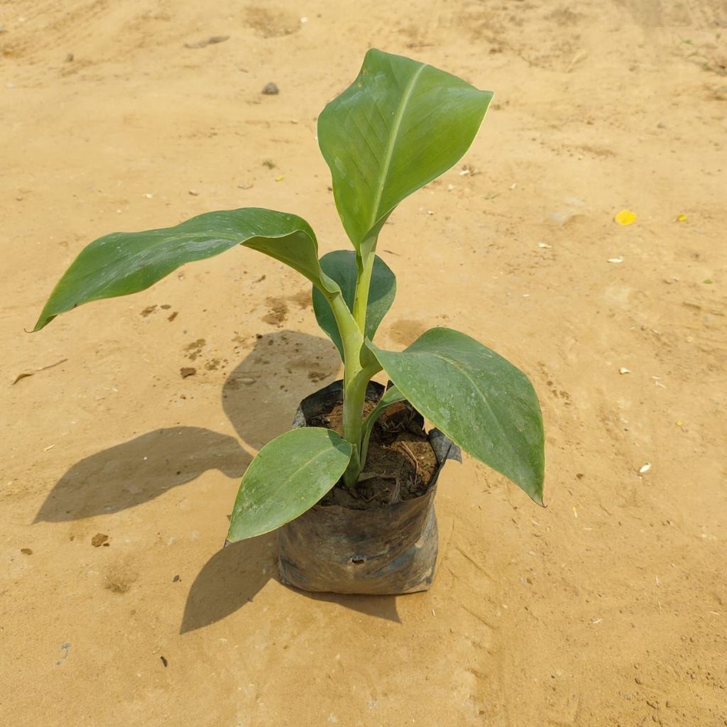 Banana Plant in 6 inch Nursery Bag