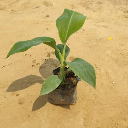 Buy Banana Plant in 4 inch Nursery Bag Online | Urvann.com