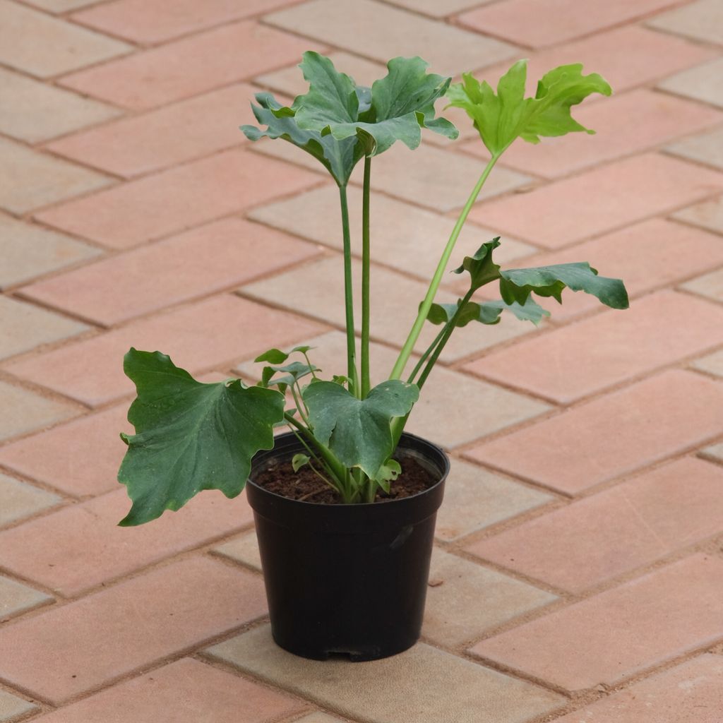 Xanadu long Leaf in 5 Inch Nursery Pot