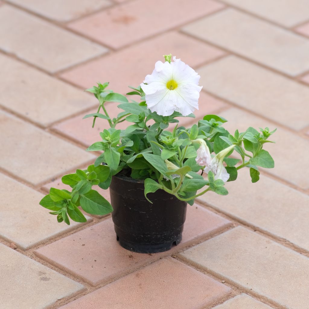 Petunia in 4 Inch Nursery Pot (Any Colour)