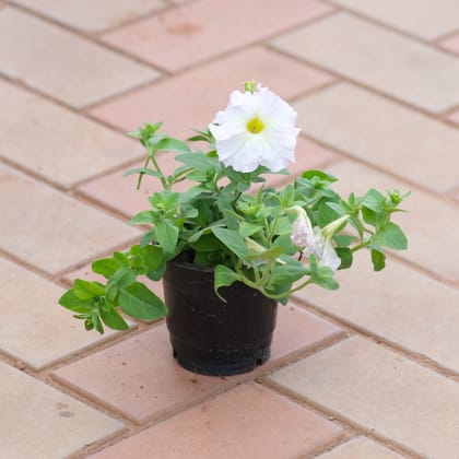 Petunia in 4 Inch Nursery Pot (Any Colour)